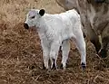 White Park Cattle