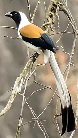 Weißbauch-Baumelster (D.&nbsp;leucogastra)