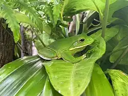 Neuguinea-Riesenlaubfrosch