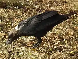 Foto eines Geierraben, der mit dem Schnabel im Boden bohrt