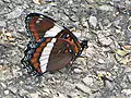 Limenitis arthemis arthemis