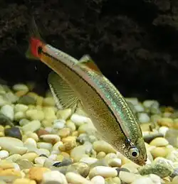 Tanichthys albonubes