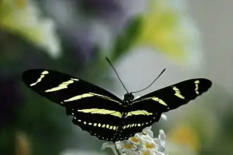 Zebrafalter (Heliconius charithonia)