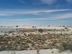 In den Randflächen des Parks gebildete parabelförmige Dünen[3]
