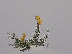 Nachtkerze (Oenothera)