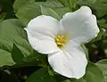 Dreizählig-deckend bei der Blüte von Trillium grandiflorum