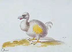 Zeichnung vom Réunion-Dodo 1638 von Pieter Holsteyn dem Jüngeren ausgestellt im Naturalis (Leiden, Niederlande)