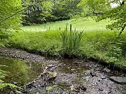 Wiebach Oberlauf mit Sumpf-Schwertlilien