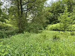 Feuchtwiese am Wiebach-Unterlauf