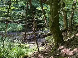 Wiebach Unterlauf mit Totholz