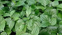 Wilder Pfeffer (La Lot, Wilder Betel, Betelblätter) (meist nur zum Kauen ist Betelpfeffer, siehe auch Mexikanischer Blattpfeffer) (Blätter)