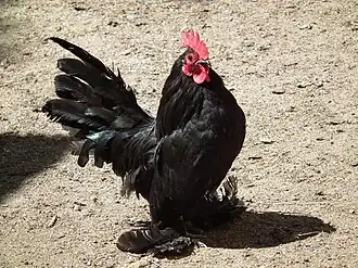 Federfüßiges Zwerghuhn