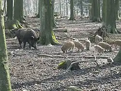 Wildschweine im Wildpark Ostenwalde