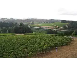 Weinberge in einer Weinregion im Vordergrund mit Panoramablick auf eine grüne hügelige Landschaft in Farbe.