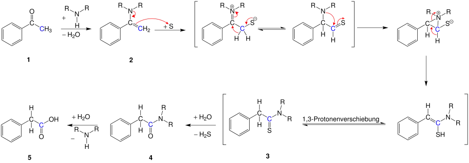 Mechanismus der Willgerodt-Kindler-Reaktion