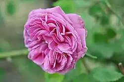 ‘William Lobb’, Jean Laffay, 1855