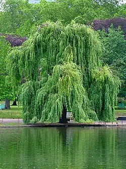 Trauerweide (Salix alba 'Tristis')