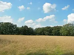 Roggenfeld bei Wilsede