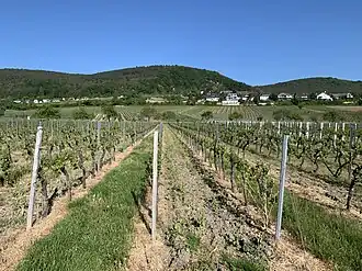 Nebelberg aus Südosten