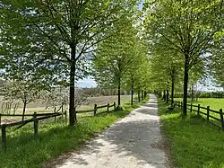 Winterlindenallee am Röntgenweg zw. NSG Dörpe- und Feldbachtal