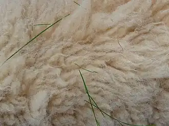 Bretonisches Zwergschaf, Detailaufnahme