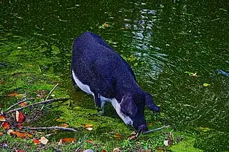 Blumberger Mühle -Mangalicaschwein-