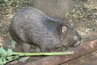 Nacktnasenwombat