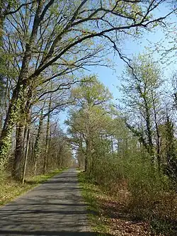 Wieder ergrünende Wälder bei La Tuilière