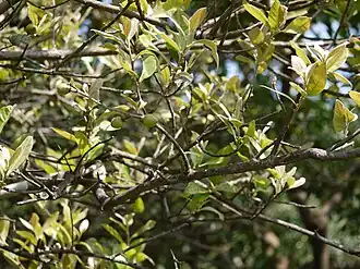 Xantolis tomentosa mit Früchten