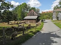 Schafe mit alter Holzscheune