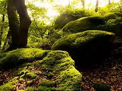 Bemooste Felsen im naturnahen Ufer-Hangwald bei Dürhagen.