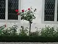 Rosenstrauch im Garten des Kreuzhofes