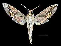 Xylophanes chiron cubanus ♂ △