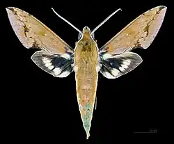 Xylophanes chiron lucianus ♂