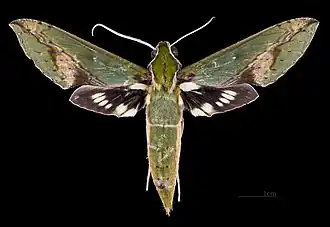 Xylophanes chiron nechus ♀