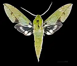 Xylophanes chiron nechus ♂