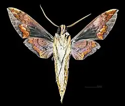 Xylophanes chiron nechus ♂ △