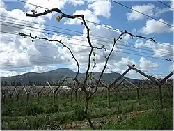 Anschnitt von langen Fruchtruten in Südafrika