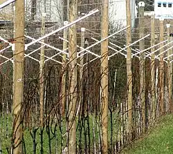 Y-Erziehung im Winter