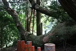 Einer der Stämme mit ungewöhnlich horizontaler Wuchsform