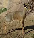 Kirk-Dikdik