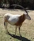 Säbelantilope (Oryx dammah)