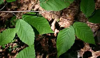 Gelb-Birke (Betula alleghaniensis)