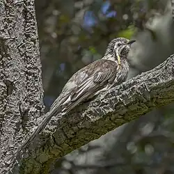 Gelblappen-Honigfresser