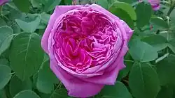 'Yolande d’Aragon', 1843