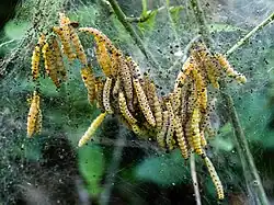 Raupen der Traubenkirschen-Gespinstmotte