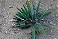 Altes Exemplar von Yucca filamentosa in South Carolina