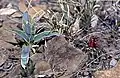 Jungpflanze mit Sclerocactus wetlandicus ssp. ilseae in Utah