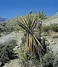 Yucca schidigera zum Vergleich in Nevada. Im Hintergrund der Blütenstand von Agave utahensis var. eborispina