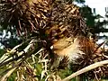 Artischocke, Strobildorn (Cynara cardunculus)